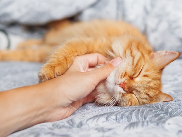 Stock image of a purring cat