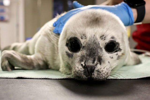 A premature harbour seal nicknamed Zeus, seen in this handout photo, was rescued after being found alone on the shores of White Rock, B.C. on Tuesday, May 27, 2025. THE CANADIAN PRESS/HO — Vancouver Aquarium Marine Mammal Rescue Society *MANDATORY CREDIT*