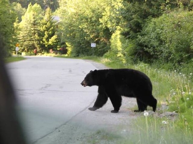 Conservation officers are investigating after five black bear cubs near Williams Lake were left orphaned after their mother was shot and killed illegally. This file photo shows a black bear in Squamish, B.C.
