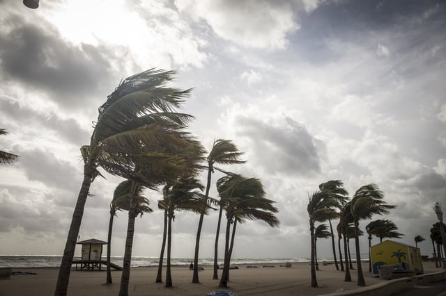 A stock photo of palm trees before a tropical storm.