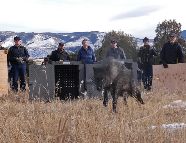Colorado Parks and Wildlife release wolf 2302-OR, one of five gray wolves captured in Oregon in an initial batch in late December, onto public land in Grand County, Colorado, on Monday, Dec. 18, 2023. (Photo provided by Colorado Parks and Wildlife)