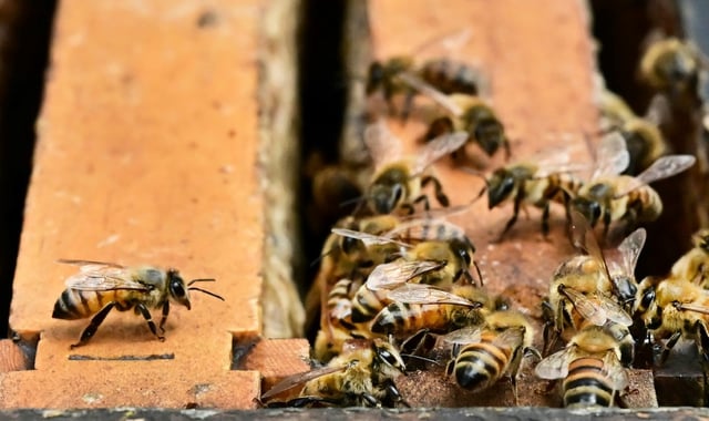 Millions of bees have been set loose in Washington after a truck crash