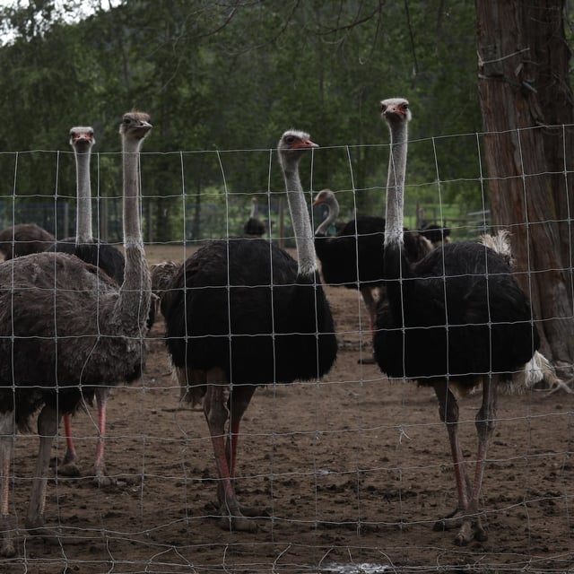 Ostriches that live at the Universal Ostrich Farms in Edgewood, a remote community in B.C., are now the subject of international attention.