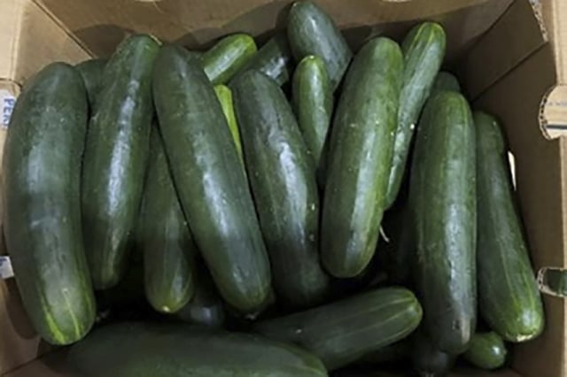 This undated photo provided by the U.S. Food and Drug Administration shows cucumbers in Florida recalled for salmonella.
