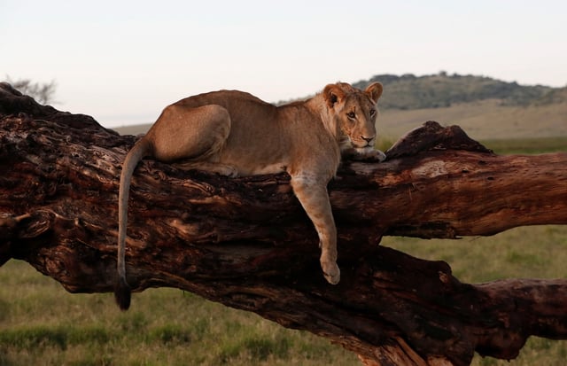 En 2023, la population de lions en Namibie était estimée à environ 60 adultes et plus d’une douzaine de lionceaux.