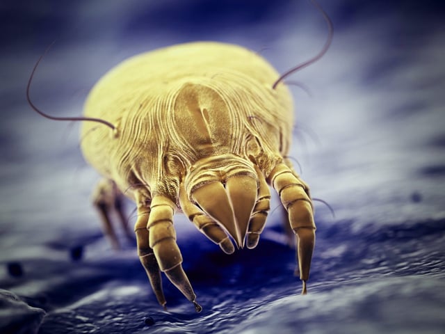 Once in the eye lash the demodex mites unleash a mixture of faeces, partially-digested skin cells and eggs (Photo: Getty/Science Photo Library)