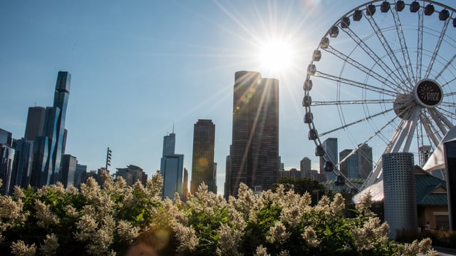 Chicago skyline of skyscrapers and Ferris Wheel with sun shining in the background and white fleece flowering plants in the foreground, seen from the Navy Pier in Chicago, Illinois, USA.