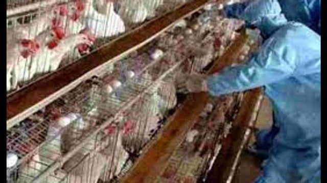 695 birds culled in hotspots; zoo closure extended amid virus scare (Sourced)