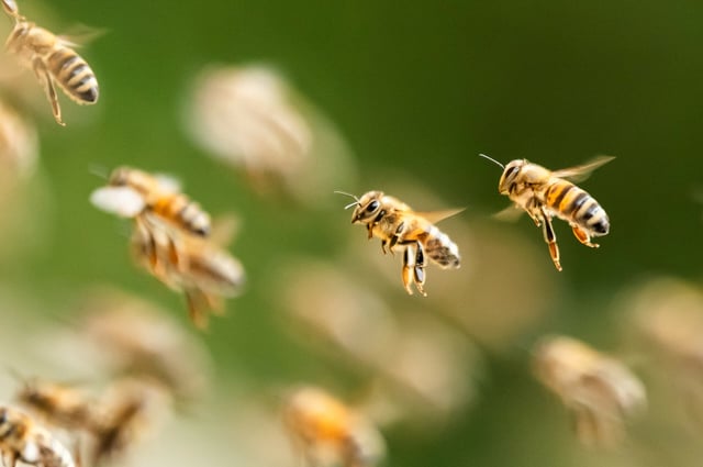 Nach einem Verkehrsunfall sind 250 Millionen Bienen in einem Bezirk in Washington frei umhergeflogen. (Symbolbild)
