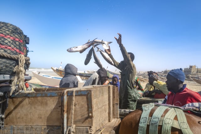 Fishermen return to Saint-Louis, Senegal, Thursday, March 13, 2025. (AP Photo/Sylvain Cherkaoui)