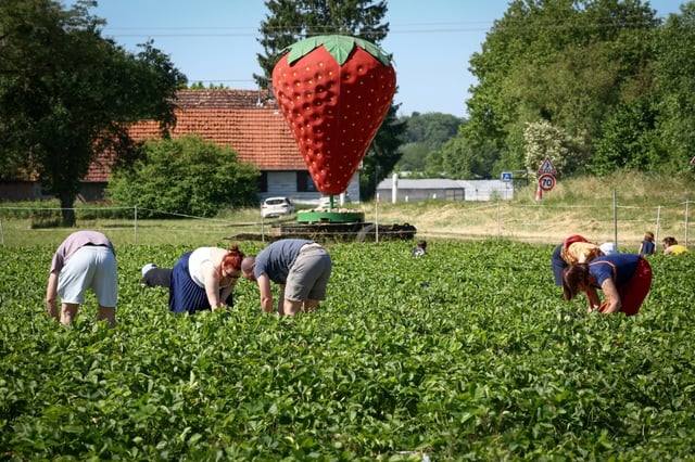 Des personnes cueillent des fraises dans une ferme alsacienne où deux hectares sont consacrés à la libre-cueillette, le 30 mai 2025 à La Wantzenau, dans le Bas-Rhin