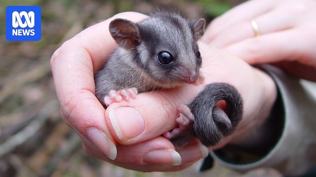 possum 1 PROXY