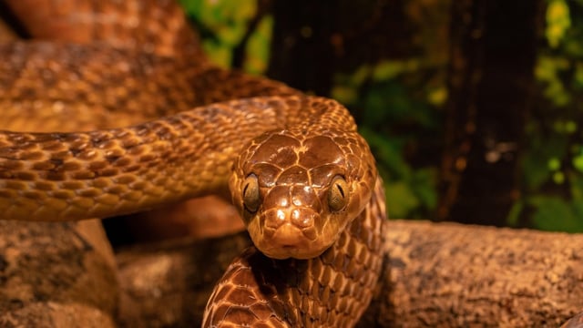 Customs officials discovered 48 highly venomous viper snakes and five turtles during the search at Mumbai airport