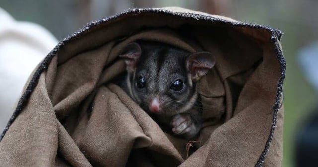 The leadbeater's possum were thought to be extinct when they were rediscovered in 1961. Photo: HANDOUT/ZOOS VICTORIA
