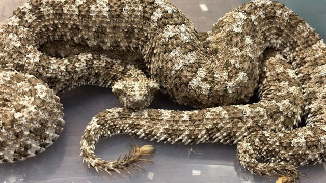 Three Spider-tailed horned vipers, which are highly venomous, were also seized. 