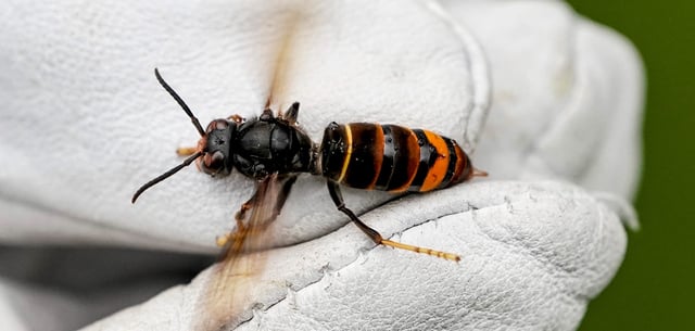 Eine Asiatische Hornisse wird von einem Biologen mit einem Handschuh gehalten