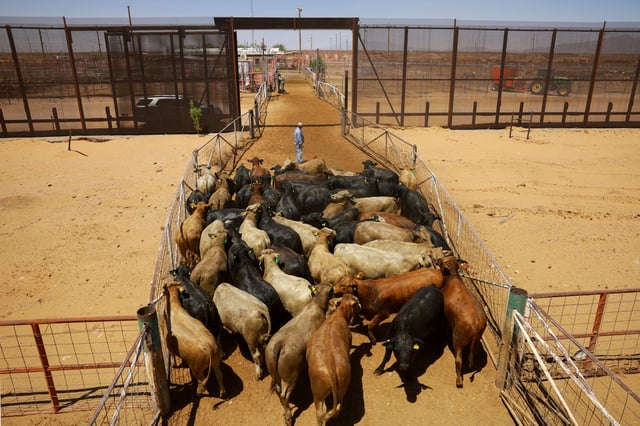 View of livestock for export to the United States through the Jeronimo-Santa Teresa border crossing after U.S. Agriculture Secretary Brooke Rollins announced an agreement with Mexico on the management of the New World screwworm, following a threat to halt Mexican cattle imports due to the outbreak, at the Chihuahua Regional Livestock Union facility, outside Ciudad Juarez, Mexico April 29, 2025. REUTERS/Jose Luis Gonzalez/File Photo