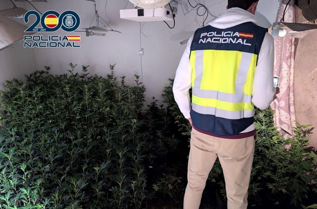 Un agente inspecciona la plantación de marihuana