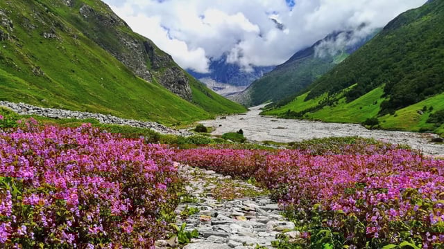 Experience the vibrant bloom of the Valley of Flowers this monsoon season. 