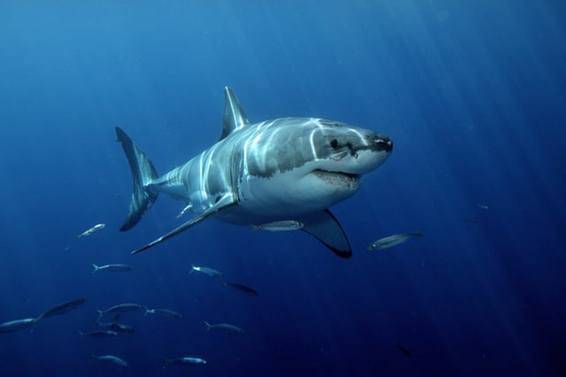Image of a white shark.