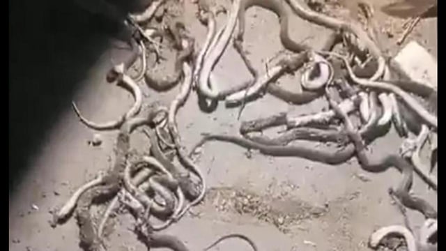 Forest department launches investigation after mass killing of protected snakes in Meerut village. (Sourced)
