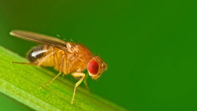 Male fruit fly on a blade of grass macro stock photo