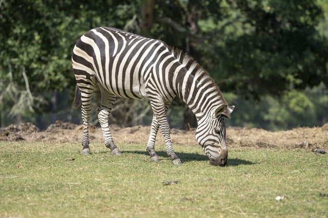 A stock photo of a zebra.