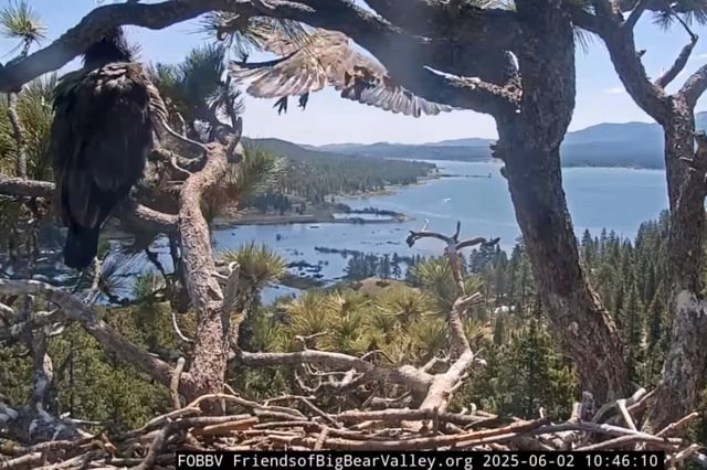 Sunny, the Big Bear eaglet, took its first flight on June 2.