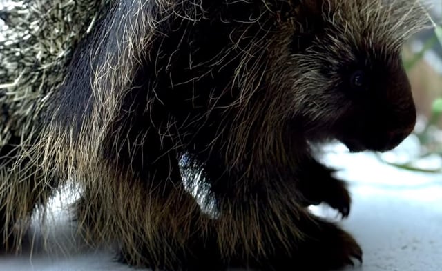 A close-up look at the porcupine who made an epic journey in the wreckage of a plane.