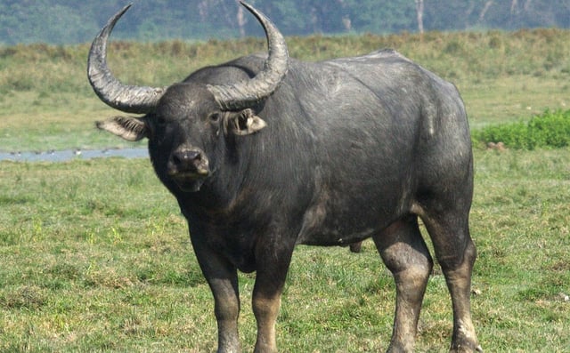 wild buffalo attack