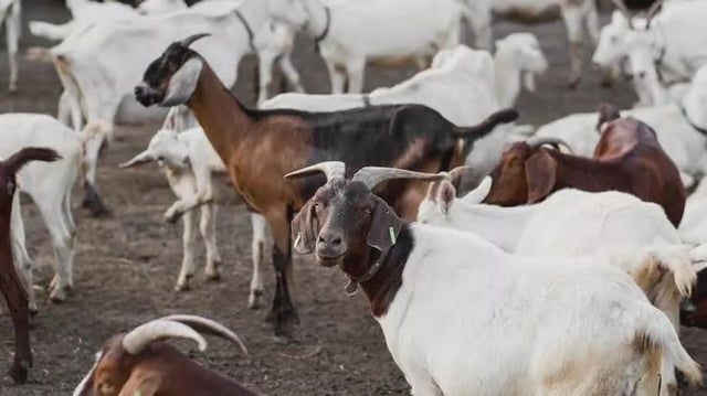 No sacrificial slaughter in public places during Bakrid in Sambhal: District Magistrate