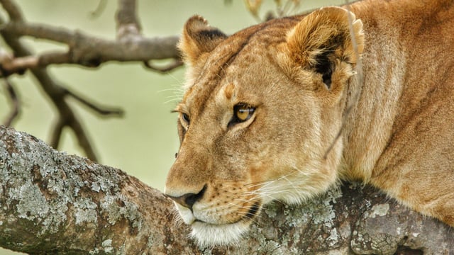 Authorities later confirmed that they euthanised the lioness involved in the incident.