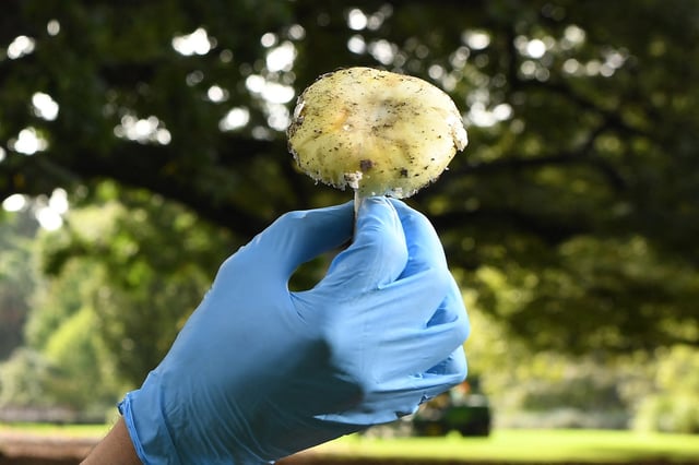 A research scientist from the Royal Botanic Gardens in Melbourne inspects a death cap mushroom in March 2021.