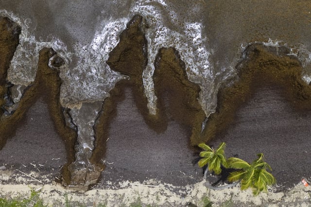 Sargassum covers the coast of Playa Lucía, Yabucoa, Puerto Rico, Monday, June 2, 2025. (AP Photo/Alejandro Granadillo)