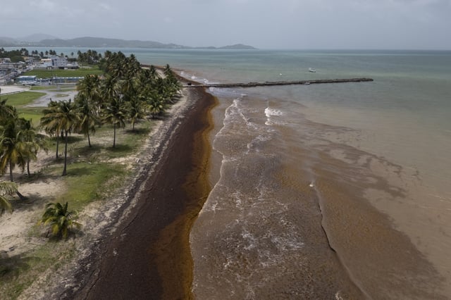 An aerial view shows Punta Santiago's pier and waterfront surrounded by sargassum in Humacao, Puerto Rico, Monday, June 2, 2025. (AP Photo/Alejandro Granadillo)