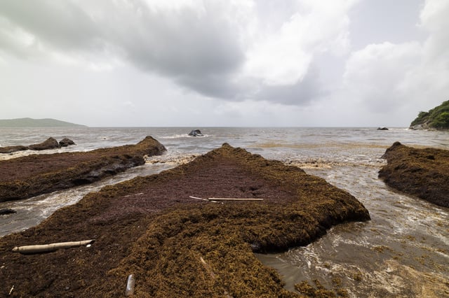 Sargassum gathers off the coast of Playa Lucía, Yabucoa, Puerto Rico, Monday, June 2, 2025. (AP Photo/Alejandro Granadillo)
