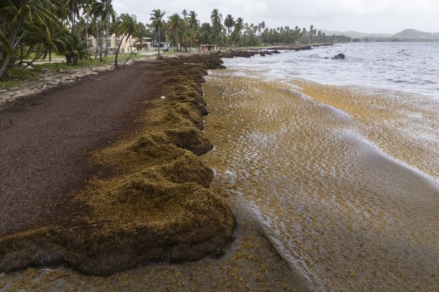 Piles of sargassum stretch across the shore in Playa Lucía, Yabucoa, Puerto Rico, Monday, June 2, 2025. (AP Photo/Alejandro Granadillo)