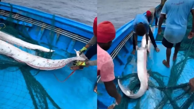 Oarfish, The ‘Doomsday Fish’, Caught Off Tamil Nadu Coast