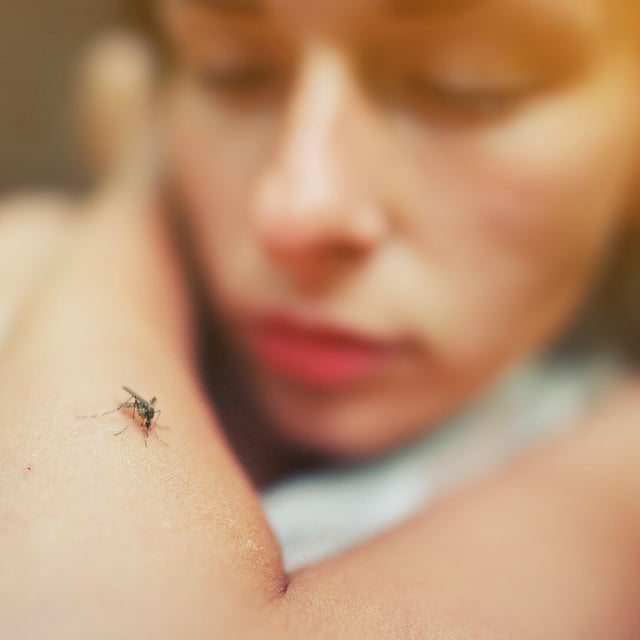 Eine Mücke auf dem Arm einer Frau