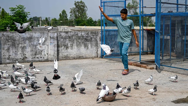 The plea said pigeon droppings caused serious lung diseases.