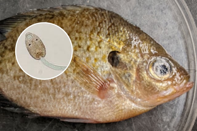 This bluegill analyzed by the team (main) was found to contain an upsetting 16,973 Haplorchis pumilio parasitic worms (inset)