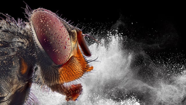 Scientists Have Given Flies A Taste For Cocaine In Promising Leap For Addiction Modeling