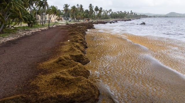 Braunalgen erstrecken sich über die Küste in Playa Lucía, Puerto Rico.