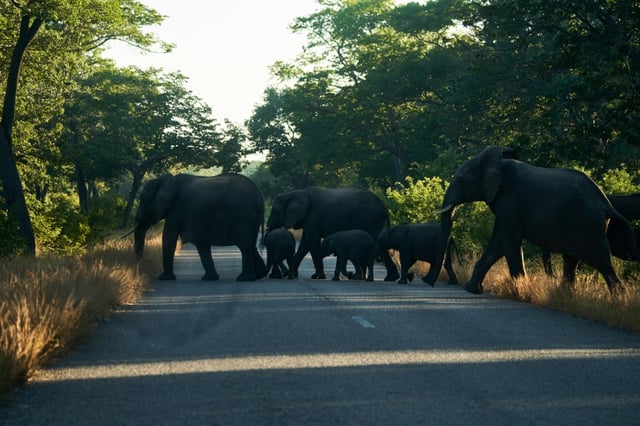 Simbabwe will wegen der stark wachsenden Elefantenpopulation dutzende Tiere töten und das Fleisch zum Verzehr verteilen.