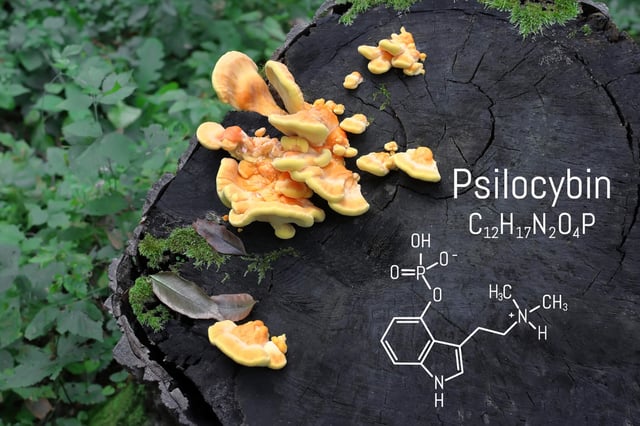 Chemical formula of psilocybin found in magic mushrooms. (© Aleksandr - stock.adobe.com)
