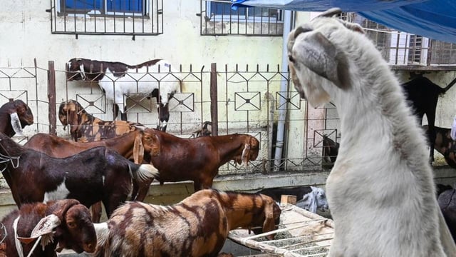 Mumbai, India. June 02, 2025: In preparation for Bakri-Eid, an Indian goat vendor arrived with goats at Mumbai’s largest temporary goat market in the Deonar abattoir. During this time, Muslims from across Mumbai and the surrounding state come to Deonar to purchase goats to sacrifice on the day of the festival of Eid al-Adha (Bakri-Eid). Mumbai, India. June 02, 2025. (Photo by Raju Shinde/HT Photo) (Hindustan Times)