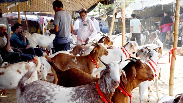 Hindu outfit in Bhopal urges Muslims to mark Bakrid with symbolic sacrifices using eco-friendly clay goats. (File) (Pic used for representation)