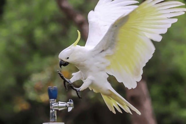 Coming in to land: A cockatoo heads to the park drinking fountain