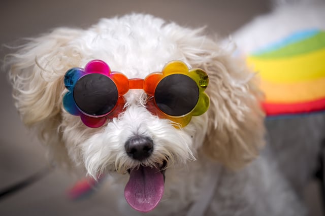 A maltipoo puppy named Coco wears Pride-themed sunglasses during Washington, D.C.&#39;s Pride Walk and Rally on July 12, 2021.