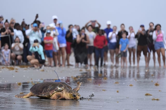 People look on as an adolescent loggerhead sea turtle named Dilly-Dally, whose front flipper was amputated after she was rescued in January suffering from predator wounds, crawls toward the Atlantic Ocean after being released, on the beach in front of Loggerhead Marinelife Center in Juno Beach, Fla., Wednesday, June 4, 2025. (AP Photo/Rebecca Blackwell)
